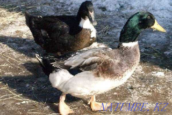 Ducks - ducklings on order Almaty - photo 4