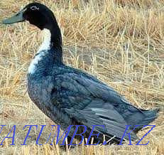 Үйректер - тапсырыс бойынша үйректер  Алматы - изображение 1