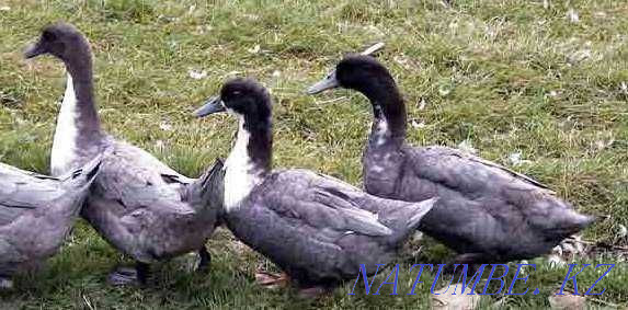 Үйректер - тапсырыс бойынша үйректер  Алматы - изображение 2