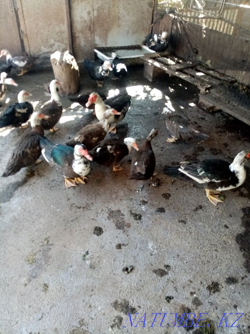 Индоутки, Мускусные утки Талгар - изображение 3