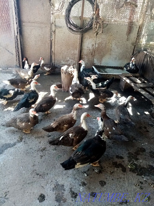 Индоутки, Мускусные утки Талгар - изображение 4