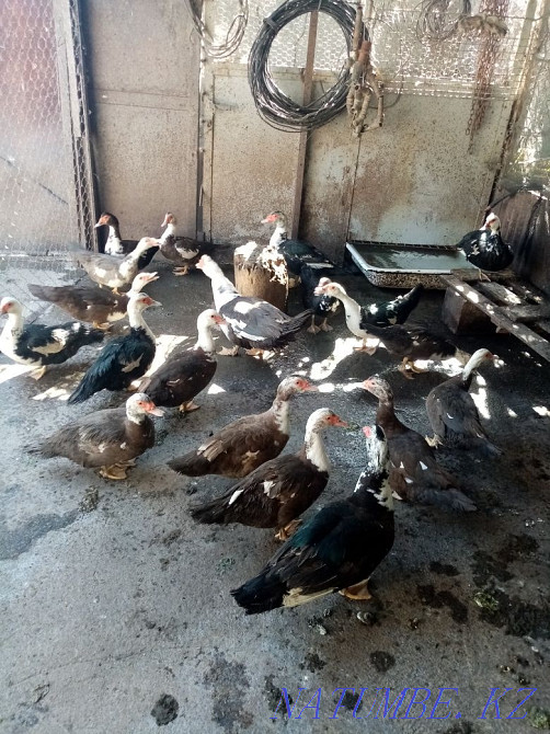 Индоутки, Мускусные утки Талгар - изображение 1