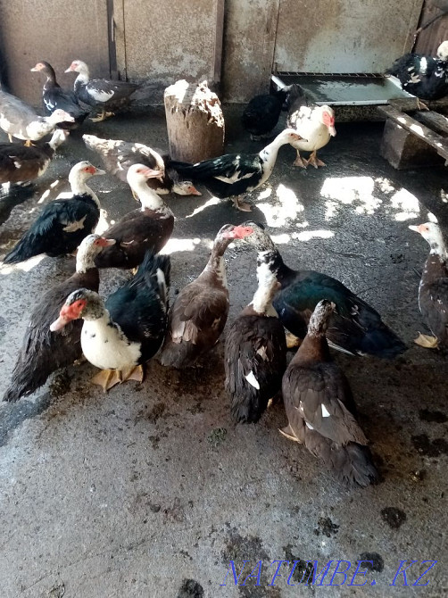 Индоутки, Мускусные утки Талгар - изображение 2