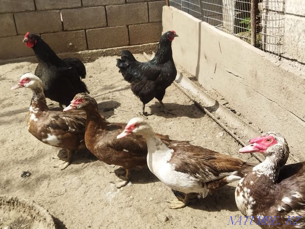 Семья Уток три утки один самец селезень Каскелен - изображение 1