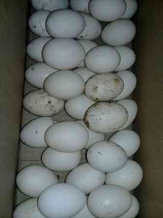 Продам : Инкубационое яйцо утки. 