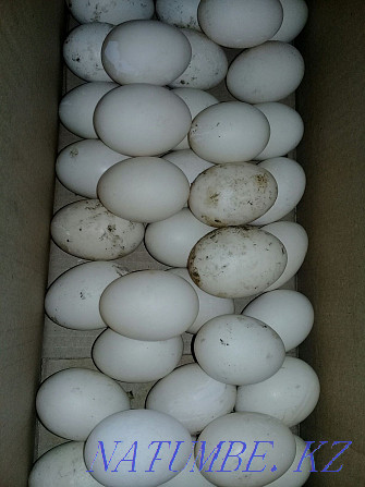 Selling: Hatching duck egg.  - photo 1