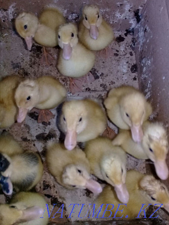 Selling: Hatching duck egg.  - photo 3