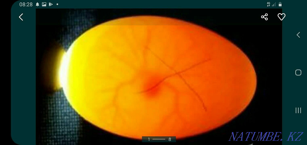 Продам : Инкубационое яйцо утки.  - изображение 2