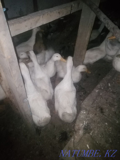 Утки продаётся 40 штук Ленгер - изображение 2