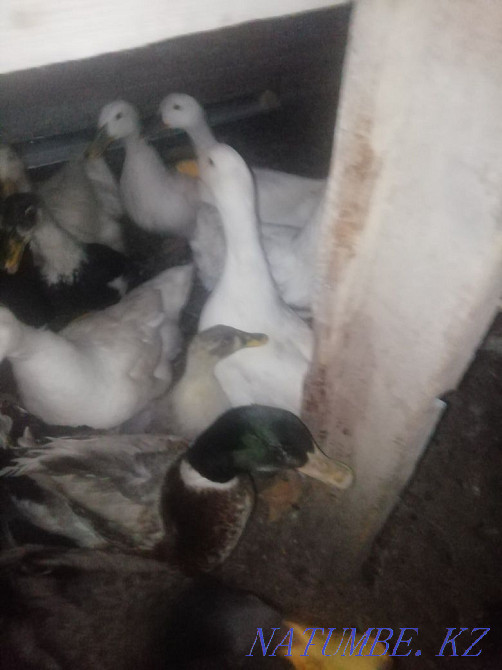 Утки продаётся 40 штук Ленгер - изображение 3