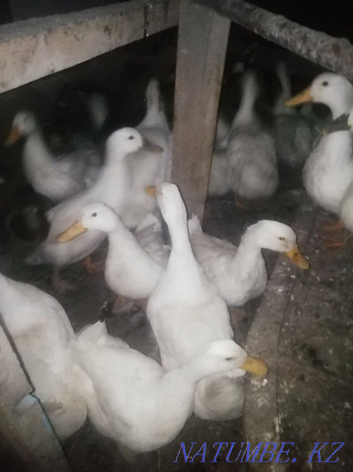 Утки продаётся 40 штук Ленгер - изображение 1