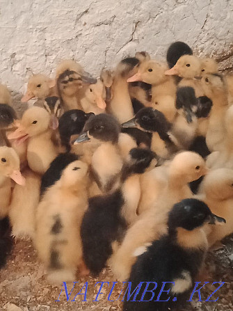 Ducks Uyrek broiler Shymkent - photo 1