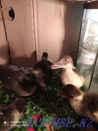 I will sell ducklings of a musky duck 1500. Almaty - photo 2