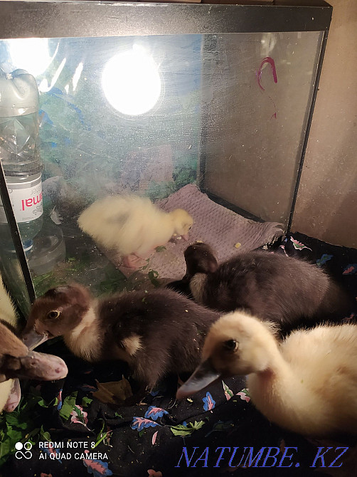 I will sell ducklings of a musky duck 1500. Almaty - photo 3