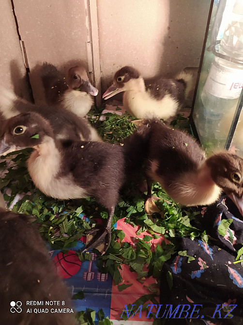 I will sell ducklings of a musky duck 1500. Almaty - photo 1