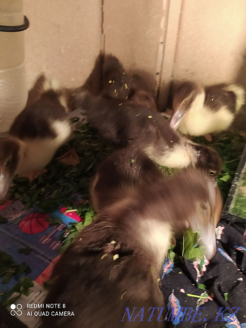 I will sell ducklings of a musky duck 1500. Almaty - photo 4