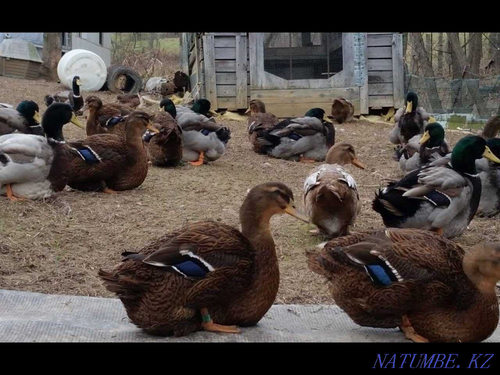 I will sell a hatching egg of a Rouen duck. Fertility 80%. 3000 tons Stepnogorskoye - photo 1
