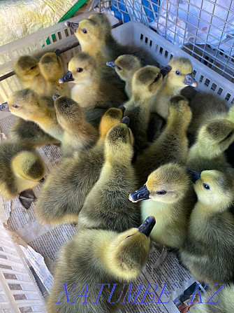 Ducks, geese, broilers, chickens Astana - photo 3