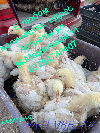 Ducks, geese, broilers, chickens Astana - photo 2