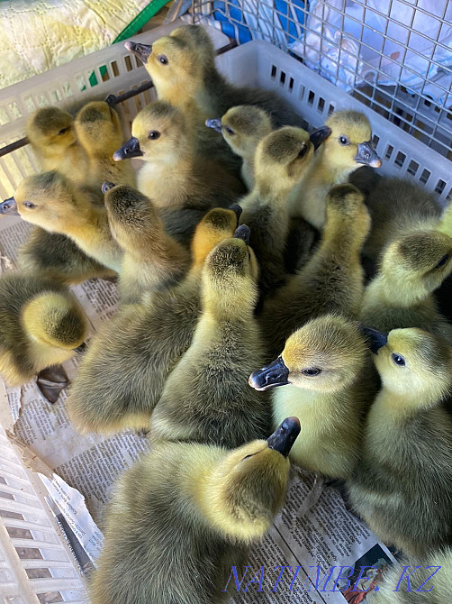 Утки ,гусй ,броллеры,куры Астана - изображение 3