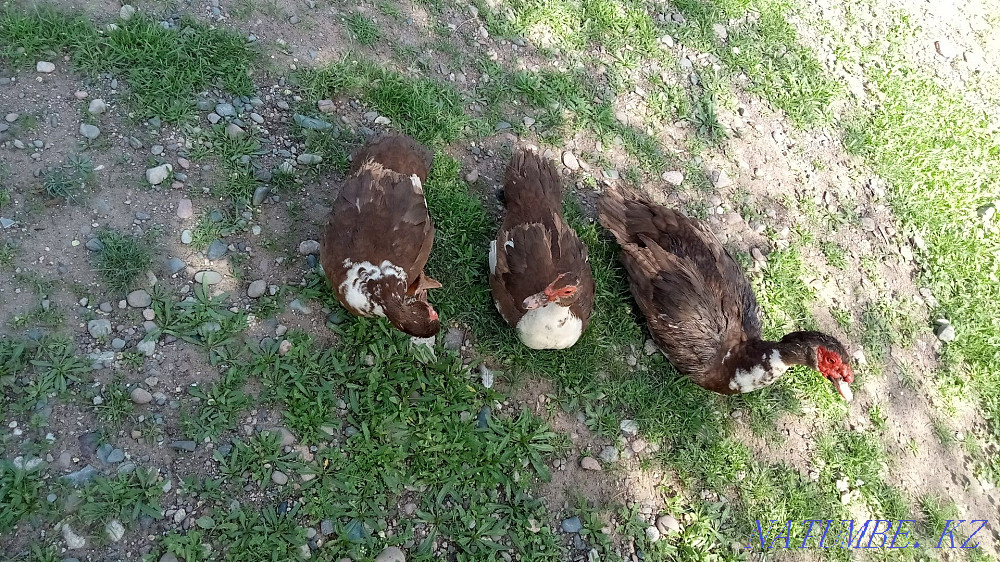 Duck mute 9 pcs satylady  - photo 2