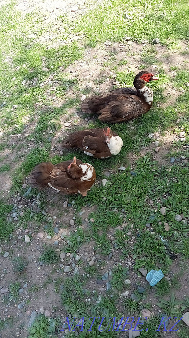 Duck mute 9 pcs satylady  - photo 1