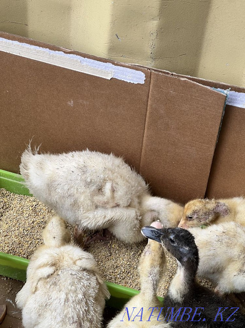 Месячные утка Кокшетау - изображение 1