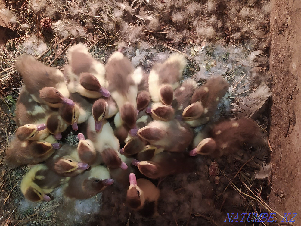 I will sell ducklings of a musky duck (Indo-ducks) Almaty - photo 3