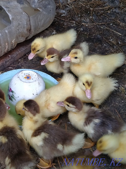 Үнді үйректер, үйрекпен болады, Әкімдік жанында Ашыбулак, Мтуймебаева 10 күн Мухаметжан Туймебаева - изображение 1
