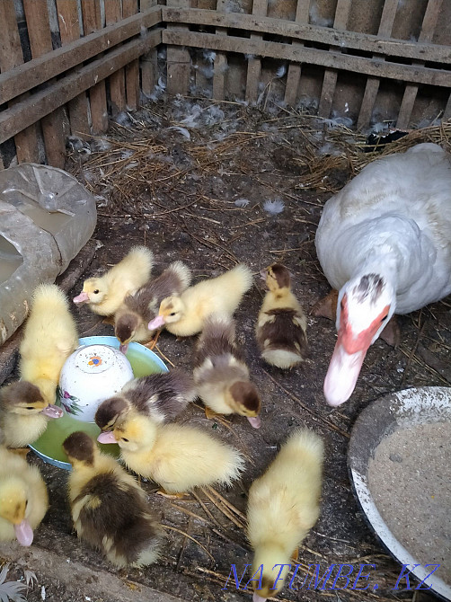 Үнді үйректер, үйрекпен болады, Әкімдік жанында Ашыбулак, Мтуймебаева 10 күн Мухаметжан Туймебаева - изображение 3