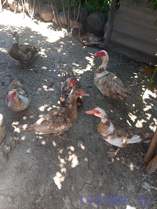 Muscovy ducks Almaty - photo 3