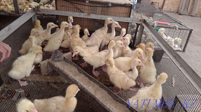 Duck geese, 2 weeks old Акбулак - photo 1