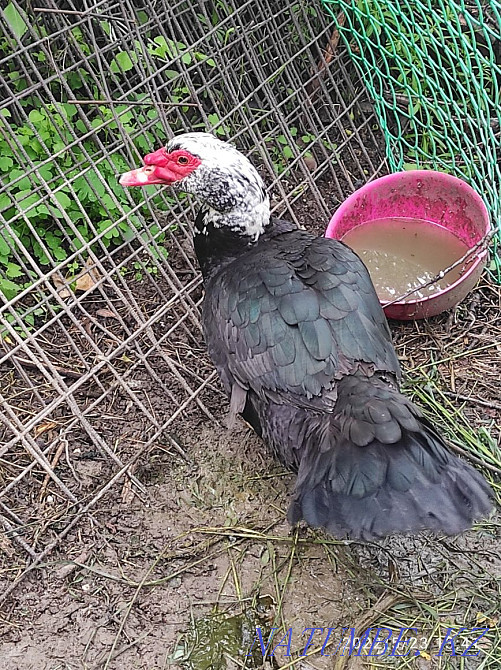 Indochka drake, duck. Almaty - photo 2