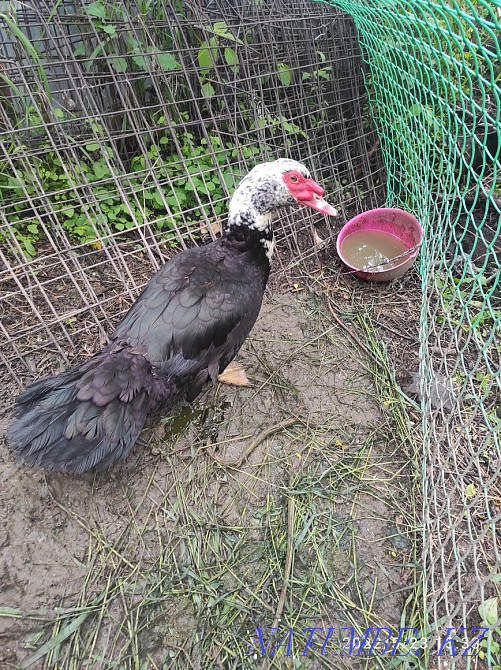 Indochka drake, duck. Almaty - photo 3