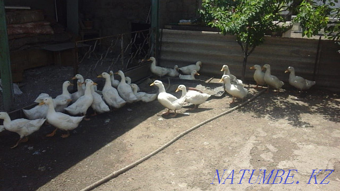 Bashkir broiler duck Agidel Болтирик шешен - photo 2