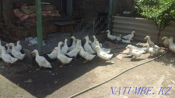 Bashkir broiler duck Agidel Болтирик шешен - photo 1