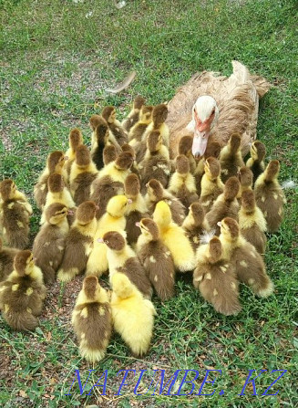 Indo-ducklings indo-ducks musky ducks ducklings goslings mute ducks sun duck Qaskeleng - photo 1