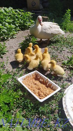 Duck with ducklings, you can only ducklings Almaty - photo 1