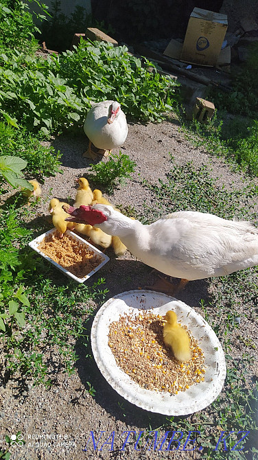 Duck with ducklings, you can only ducklings Almaty - photo 3