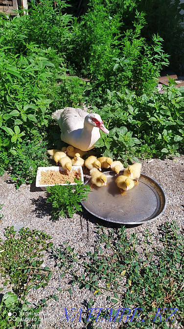 Duck with ducklings, you can only ducklings Almaty - photo 2