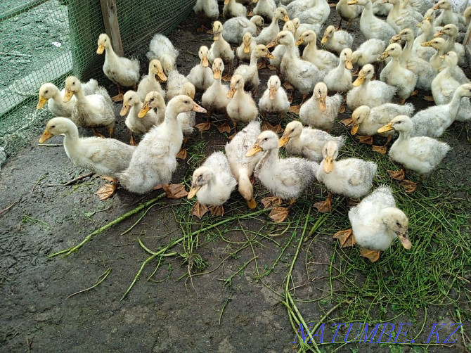 Peking duck ducklings for sale. Ust-Kamenogorsk - photo 4
