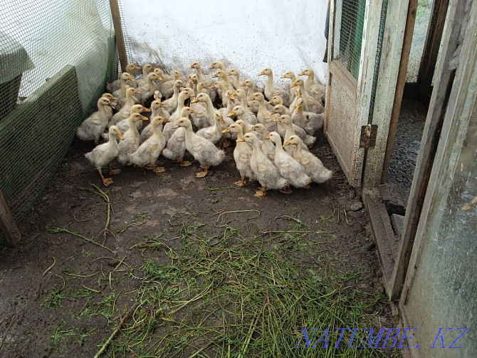 Peking duck ducklings for sale. Ust-Kamenogorsk - photo 3