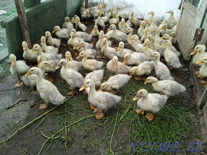 Peking duck ducklings for sale. Ust-Kamenogorsk - photo 1