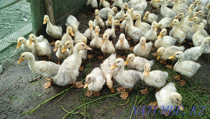 Peking duck ducklings for sale. Ust-Kamenogorsk - photo 2