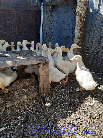 Ducks for rearing Kostanay - photo 3