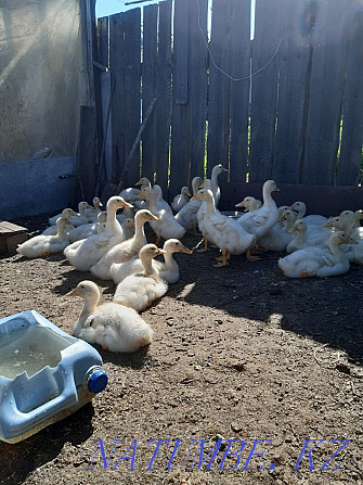 Ducks for rearing Kostanay - photo 1