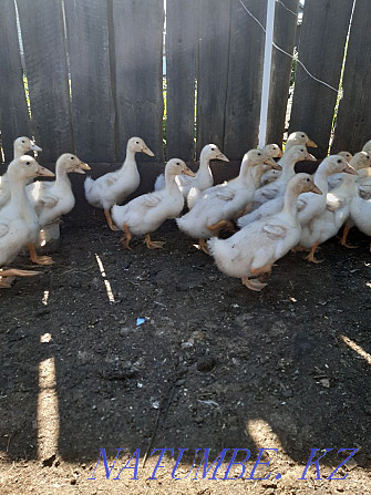 Ducks for rearing Kostanay - photo 2