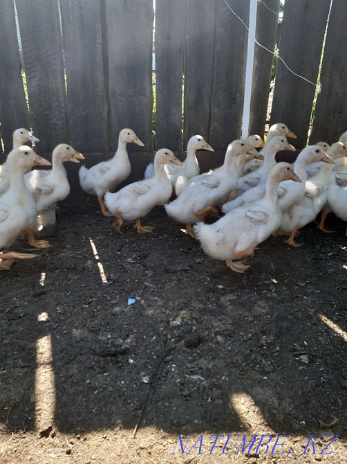 Утки на доращивание Костанай - изображение 2
