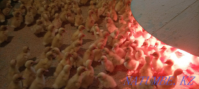 4.5 kg ducklings broiler start 53 ducks Almaty - photo 1