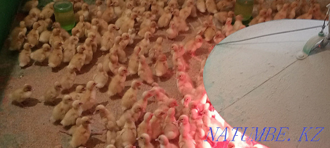 4.5 kg ducklings broiler start 53 ducks in Shamalgan village Qaskeleng - photo 1